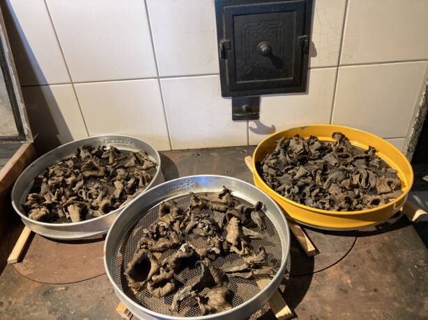 pilze_in_walde_herbst_25_img_9405.jpg pilze_in_walde_herbst_25_img_9405.jpg