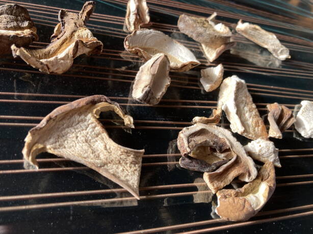 img_5506.jpg img_5506.jpg