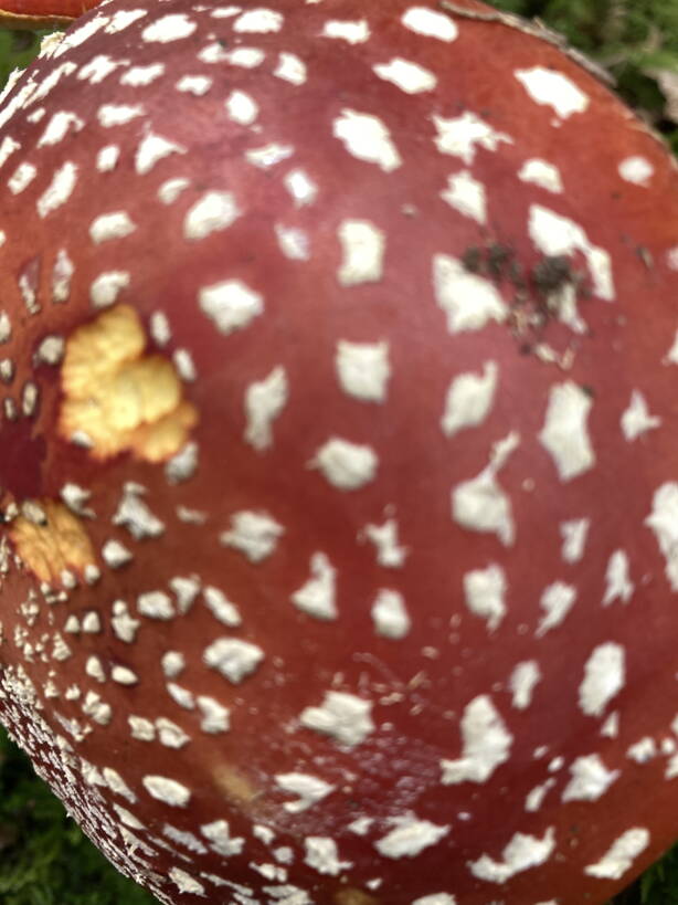 img_9518.jpg img_9518.jpg